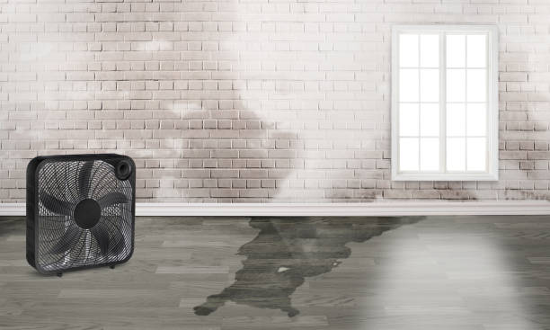 Best 24/7 water damage repair  in Seacliff, CA